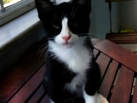 KEDİLER 15 GÜNLÜKKEN ANNELERİNİ KAYBETTİLER