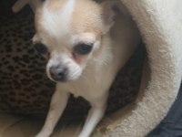 En Küçük Güzel Chihuahua
