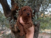 Güvenilir ve referanslı çiftlikten toy poodle bebekler