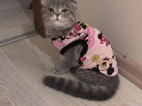 dişi scottish fold