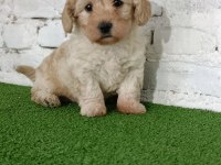 Maltipoo dişi yavrumuz