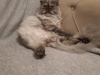 Bandırma british longhair kedimiz