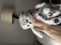 40 günlük safkan scottish fold uysal ve sevecen yavrumuz