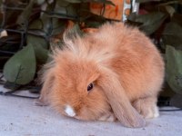 Garantılı Hollanda Teddy Lop Tavşanlar