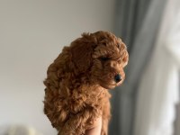 Orjinal poodle yavrular