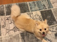 Dişi pomeranian 1.5 yaşında
