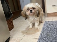 Shih-Tzu dişi bebek