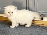 Yuvaya hazır şecereli dişi british longhair
