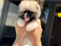 Yavru Pomeranian Boolarımız