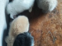 Hollanda Teddy Lop Tavşanı Yavruları
