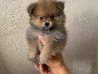 2 aylık yavru Pomeranian sütten yeni kesildi