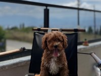 Toypoodle Dişi / Erkek 