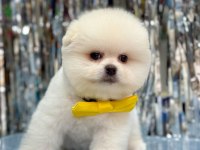 Pomeranian boo erkek köpeğimiz