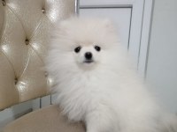 Kar beyaz ayı suratlı garantili pomeranian yavrularımız