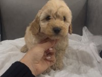 Sevimli Maltipoo Yavrular