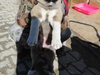 2 Dişi 1 erkek kangal yavruları