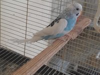 5 AYLIK EŞE HAZIR GENÇ DAMIZLIK DİŞİ MUHABBET KUŞU