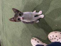 SÜTTEN KESİLDİLER ACİL YUVA BEBİŞ KEDİLERE
