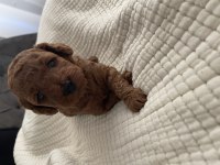 Kıvırcık toy poodle bebekler