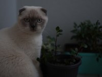 Scottish Fold Oğluma Eş Arıyorum