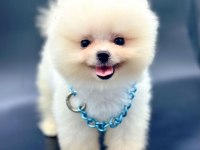 Safkan Pomeranian Boo Yavrularımız