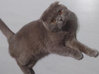 Safkan Scottish Fold Orjinal