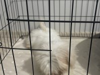 3 AYLIK MALTESE YAVRUMUZA YUVA ARIYORUZ