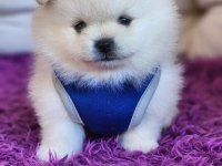 Pomeranian ayıcıklar ırk ve sağlık garantilidir