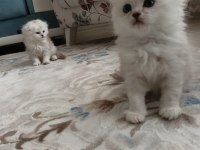 2 aylık british longhair yuvasını arıyor