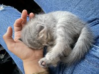 1 aylık scottish fold miayı sahiplendirmek istiyorum