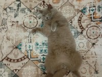 British shorthair lilak erkek sahiplendirilecek