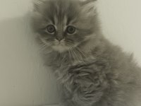 British longhair kardeşler 11 mart doğumlu