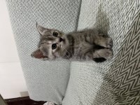 British shorthair yavrularıma yuva arıyorum