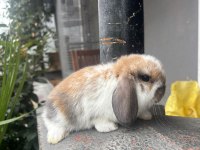 HOLLANDA LOP TAVŞANLARI