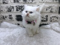 MÜKEMMEL KALİTE IRK GARANTİLİ İRAN Chinchilla YAVRUMUZ