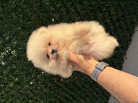 Orijinal Ayıcık Surat Yakışıklı Pomeranian