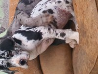 Great Dane (Danua A Secereli)