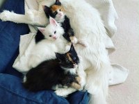 XXXL Bembeyaz Maine Coon Yavrularımız