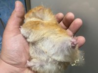 BIDIK HANIM HAMSTER (TEDDY TURUNCU)