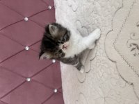 Kendi kedimizin yavrusu