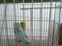 Şov Jumbo takım muhabbet kuşu