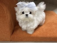 En Küçük Boy Maltese