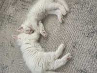 British longhair