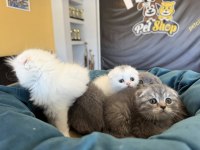 TOP KAFA SCOTTISH FOLD YAVRULAR MAĞAZAMIZDA GÖRÜN