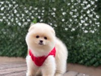 Pomeranian boo köpekleri