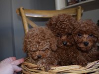 Ev Ortamında Büyüyen Toy Poodle Yavrular