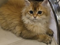 British longhair prens yeni yuvasını bekliyor