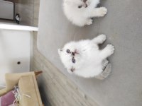 Beyaz mavi göz scottish fold