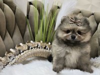 Pomeranian Boo Yavrumuz