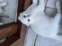 SAFKAN 75 GÜNLÜK BRİTİSH SHORTHAİR BEBEKLER